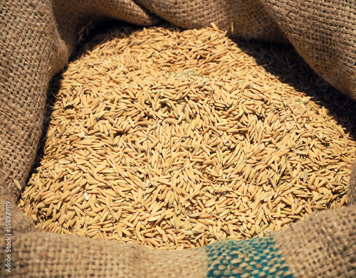 Brown paddy rice seed in hemp sacks or burlap bag