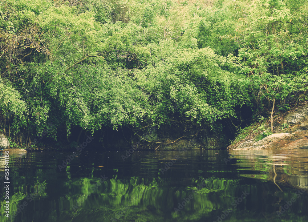forest forest