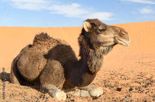 Camel in Erg Chebbi Sand dunes near Merzouga, Morocco