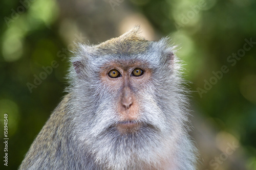 Portrait monkey at sacred monkey forest in Ubud, Bali, Indonesia.