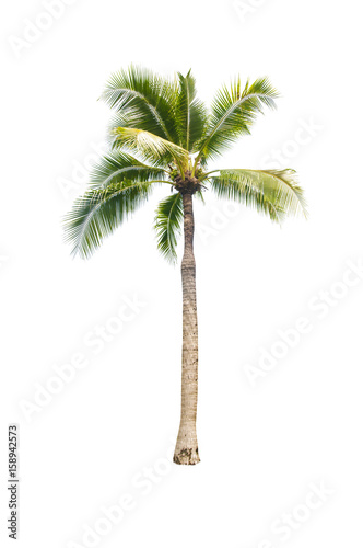 Coconut tree on white background   