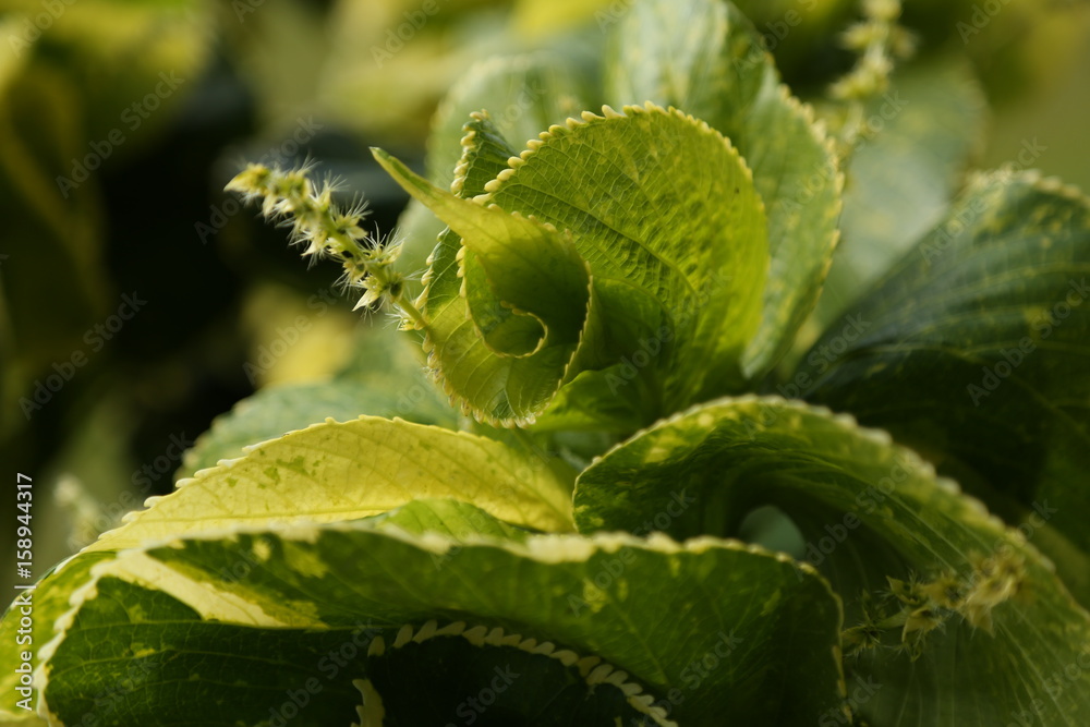 Green plant with swirl in the middle Green plant with swirl in the middle