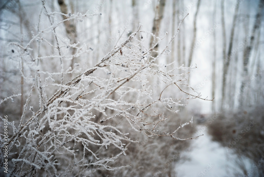 Beautiful winter snow-covered forest, Saratov, Russia. Firs, birches in the snow, branches of trees and frost. Beautiful winter snow-covered forest, Saratov, Russia. Firs, birches in the snow, branches of trees and frost.