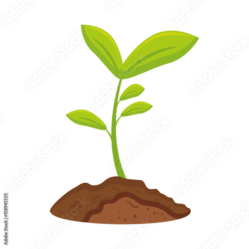plant flower woods vector illustration graphic design icon