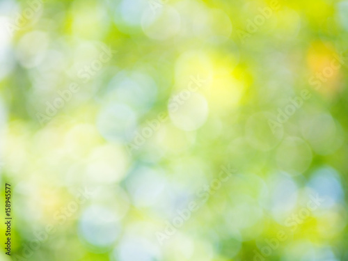 the abstract background of natural light bokeh from Leaves with green yellow orange color