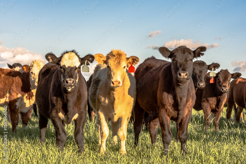 Crossbred heifers in pasture
