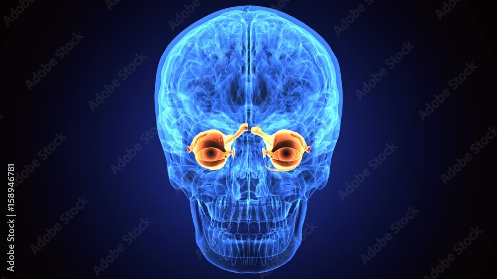 3d illustration human body eye anatomy 3d illustration human body eye anatomy