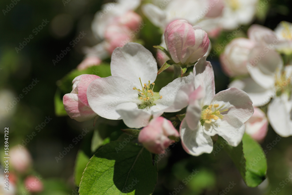 Spring apple blossom closeup Spring apple blossom closeup