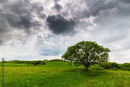 Lonely tree in a meadow with yellow flowers and storm clouds