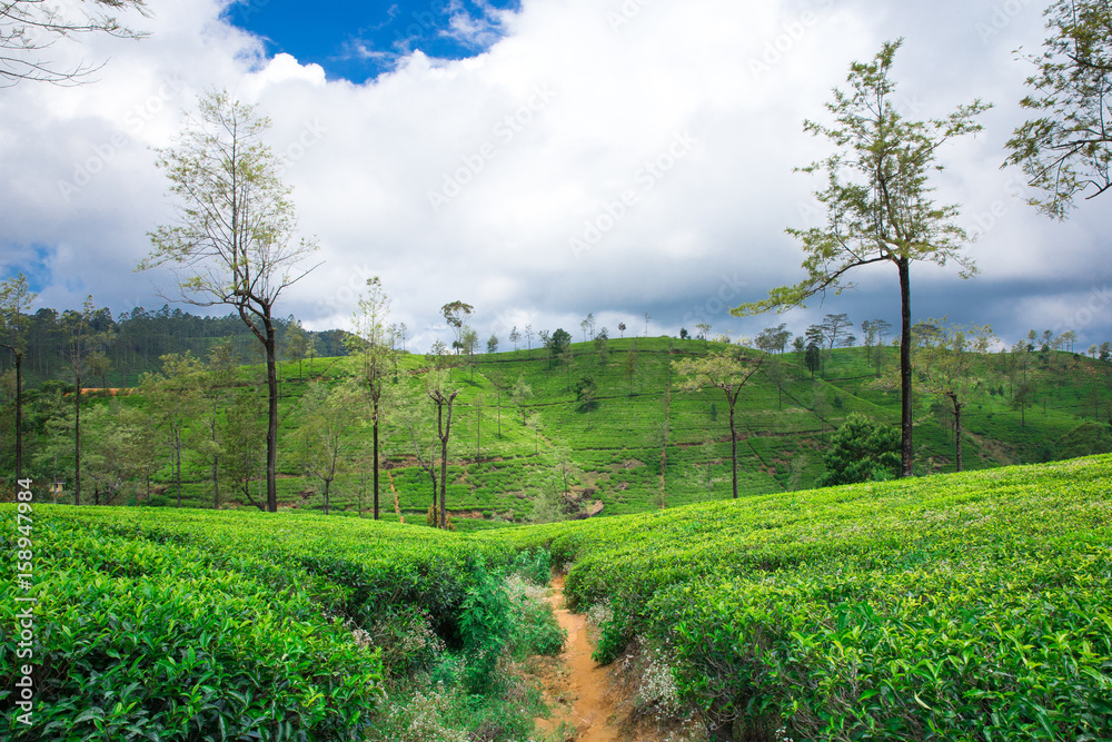 Tea plantation Tea plantation
