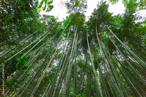 Autumn season  walking the famous street  a major tourist attraction in Kansai region  Bamboo grove  Bamboo Forest at Arashiyama  Kyoto  Japan.