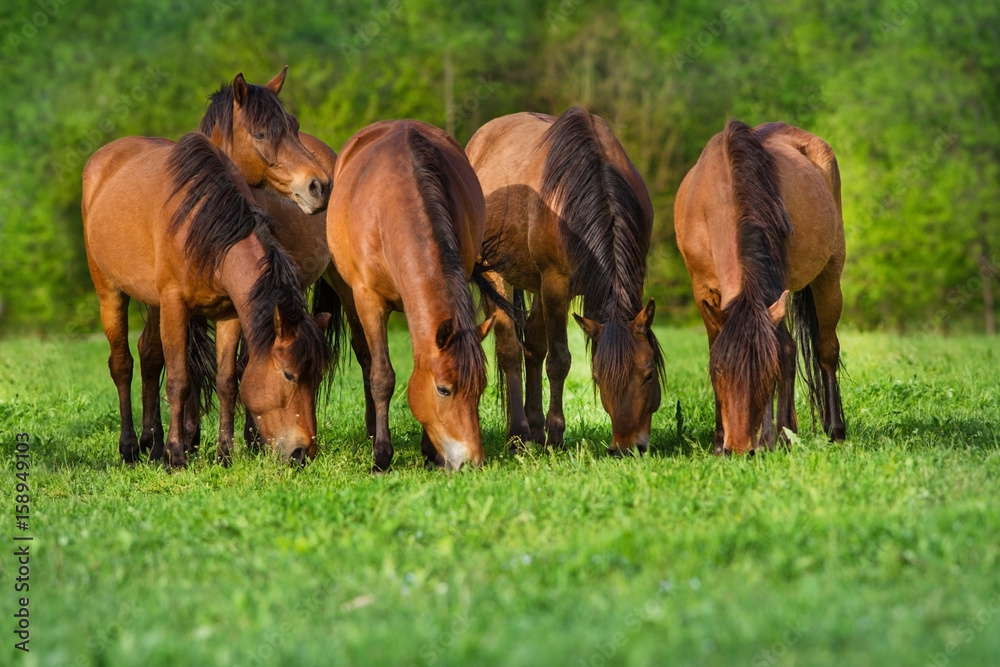 Horses on green spring pasture rest and grazing Horses on green spring pasture rest and grazing