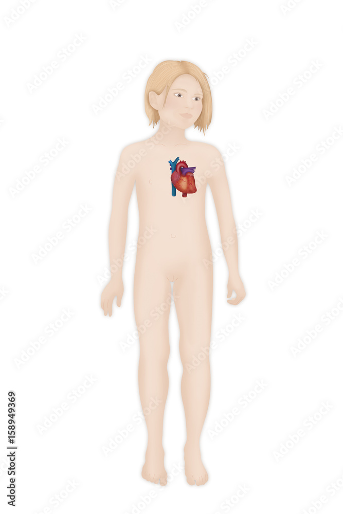 Heart, illustration Heart, illustration