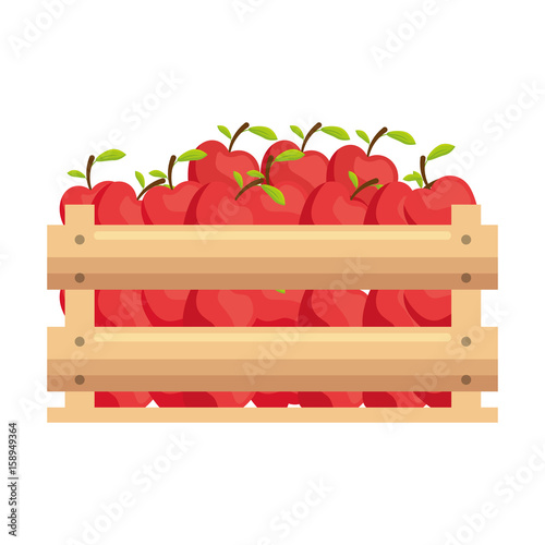 box with apples icon over white background vector illustration