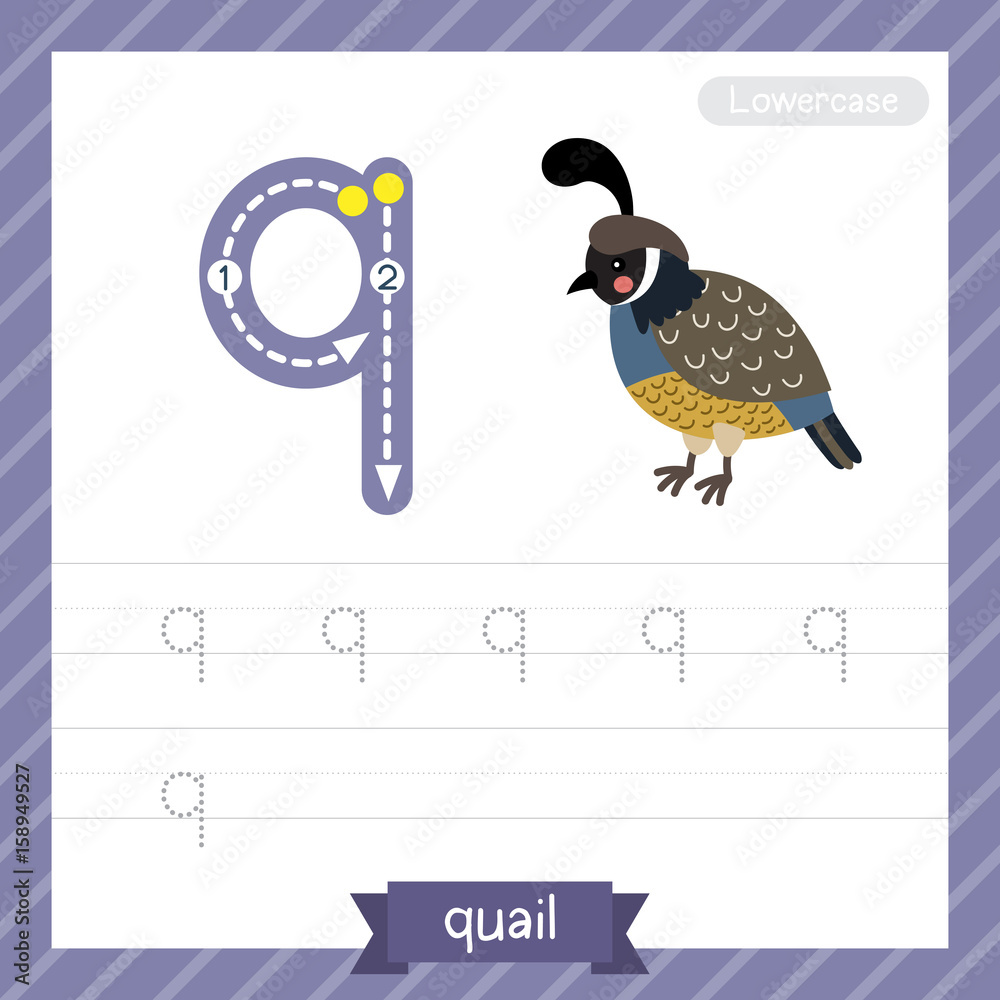 Letter Q lowercase tracing practice worksheet with quail for kids