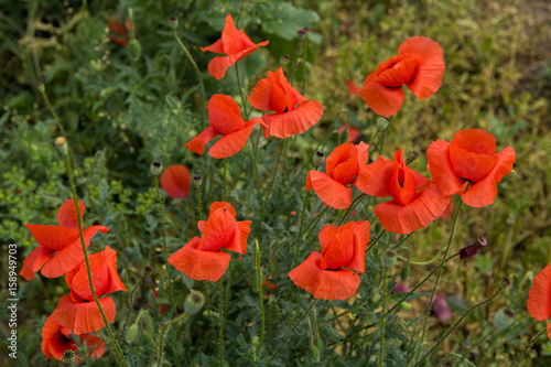 Poppy flowers in the field