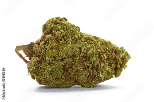 Close up of blueberry cheese medical marijuana strain on white background