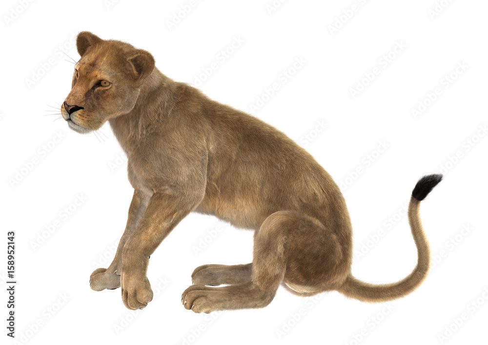 Obraz premium 3D Rendering Female Lion on White