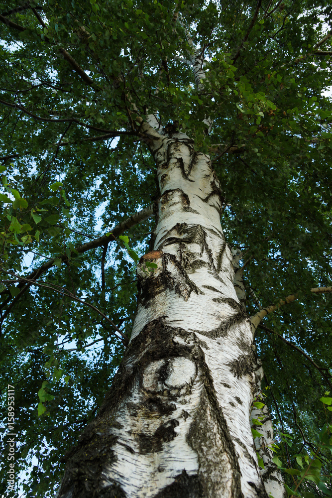 Fototapeta premium Birke Baum