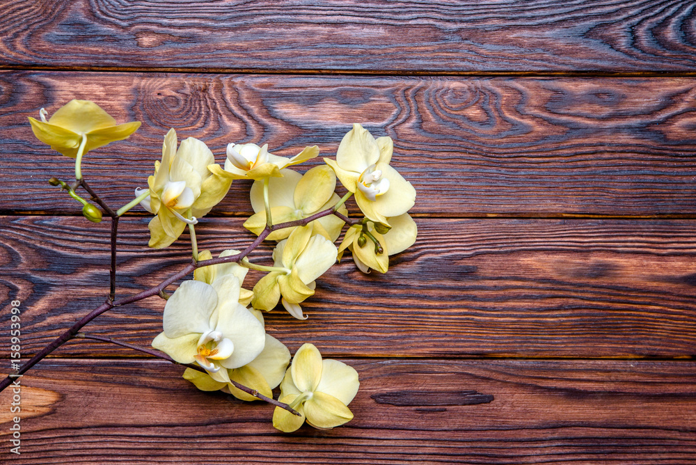 Branch of a yellow orchid on a brown wooden background Branch of a yellow orchid on a brown wooden background