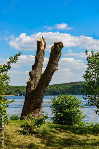 Toter Baum mit Vogel am Ufer des Templiner Sees photo