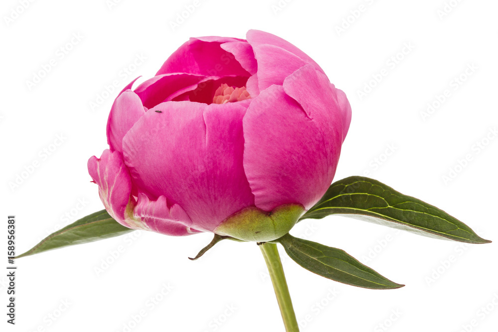 Rose flower of peony, lat. Paeonia, isolated on white background Rose flower of peony, lat. Paeonia, isolated on white background