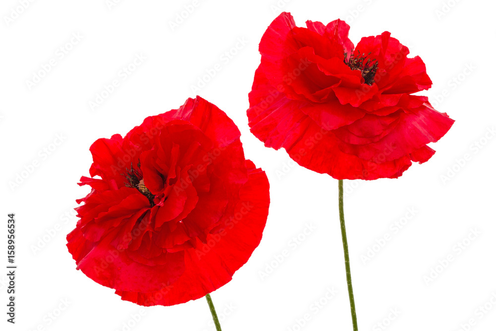 Obraz Kwiaty maku czerwonego, łac. Papaver, na białym tle
