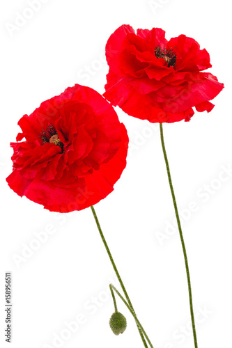 Flowers of red poppy, lat. Papaver, isolated on white background
