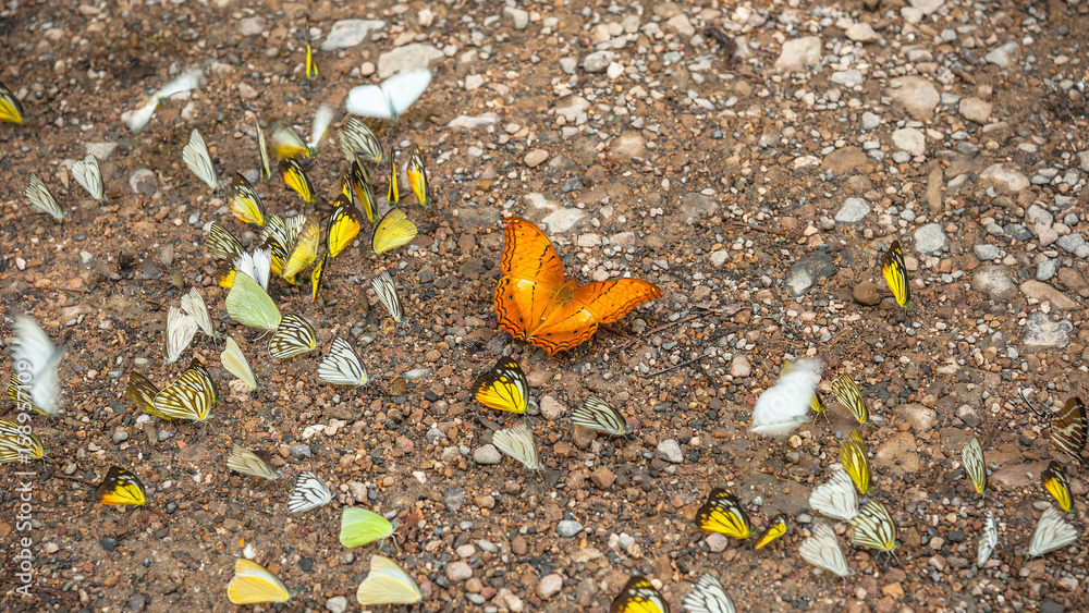 Naklejka premium Group of butterflies puddling on the ground and flying in nature, Thailand Butterflies swarm eats minerals in Ban Krang Camp, Kaeng Krachan National Park at Thailand