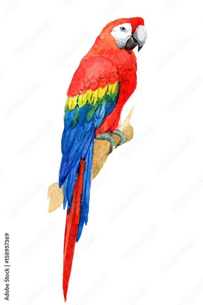 Macaw parrot, tropical birds isolated on white background, watercolor illustration