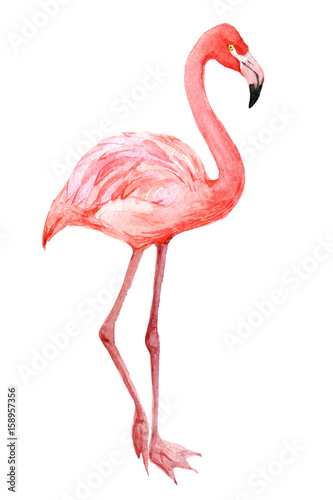 Flamingo, exotic birds isolated on white background, watercolor illustration