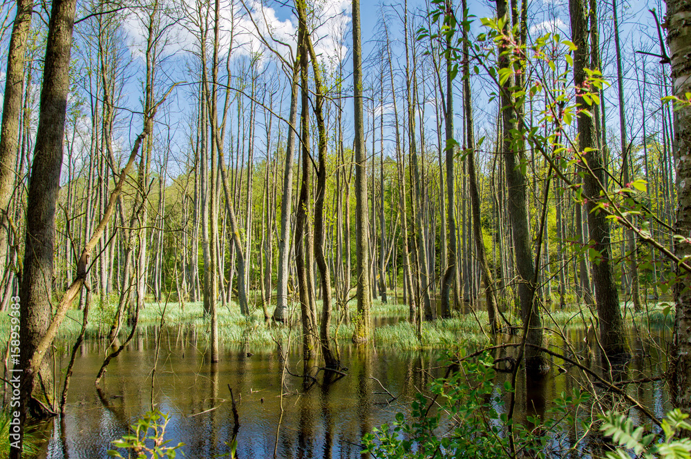 Trees in Briesetal, a flooded valley in Germany Trees in Briesetal, a flooded valley in Germany