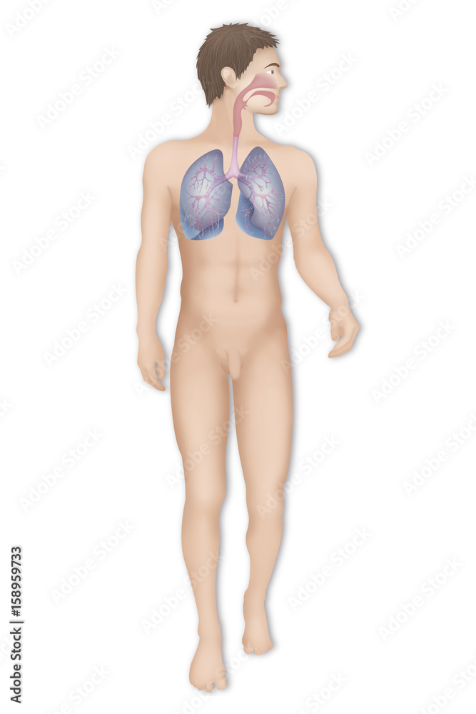 Respiratory tract, drawing