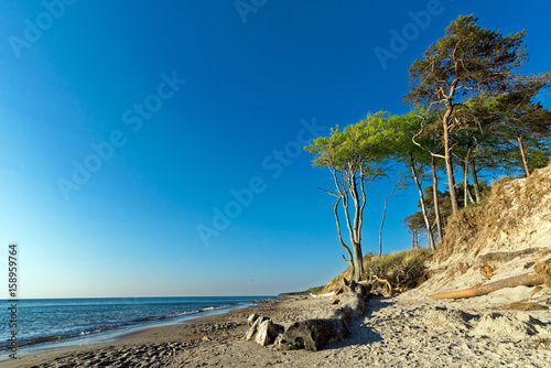 Fototapeta Naklejka Na Ścianę i Meble -  Weststrand Trees 1