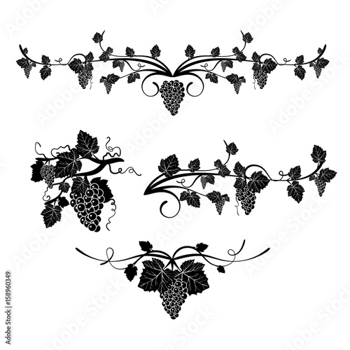 The elements of design with grapes and vine in vintage style. Vintage. vector.
