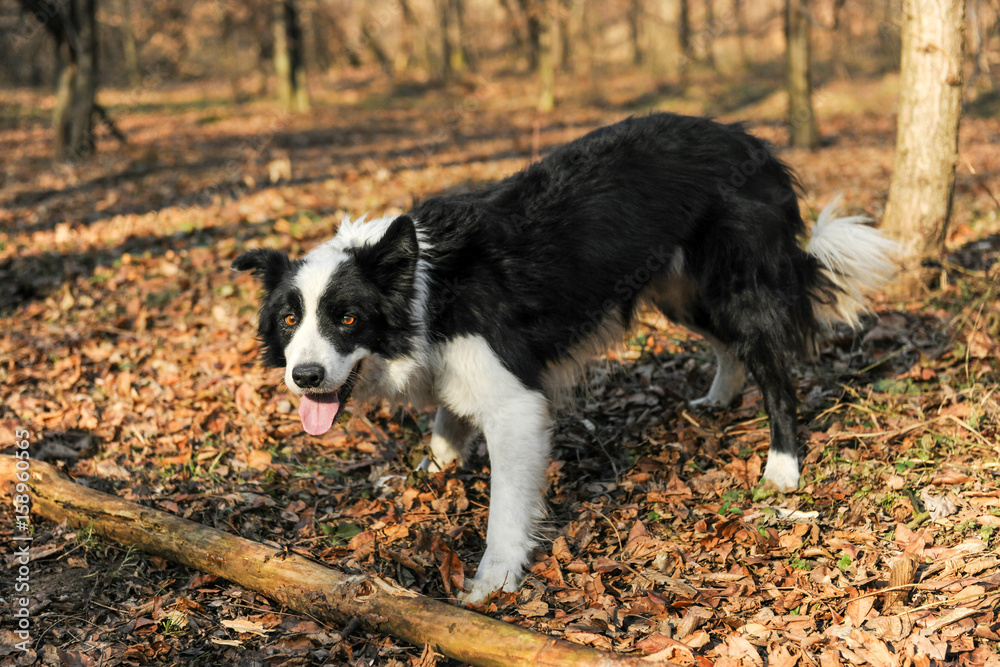 Dog in the woods sticking out his tongue Dog in the woods sticking out his tongue