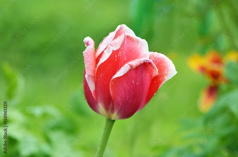Beautiful red tulip on green background Beautiful red tulip on green background