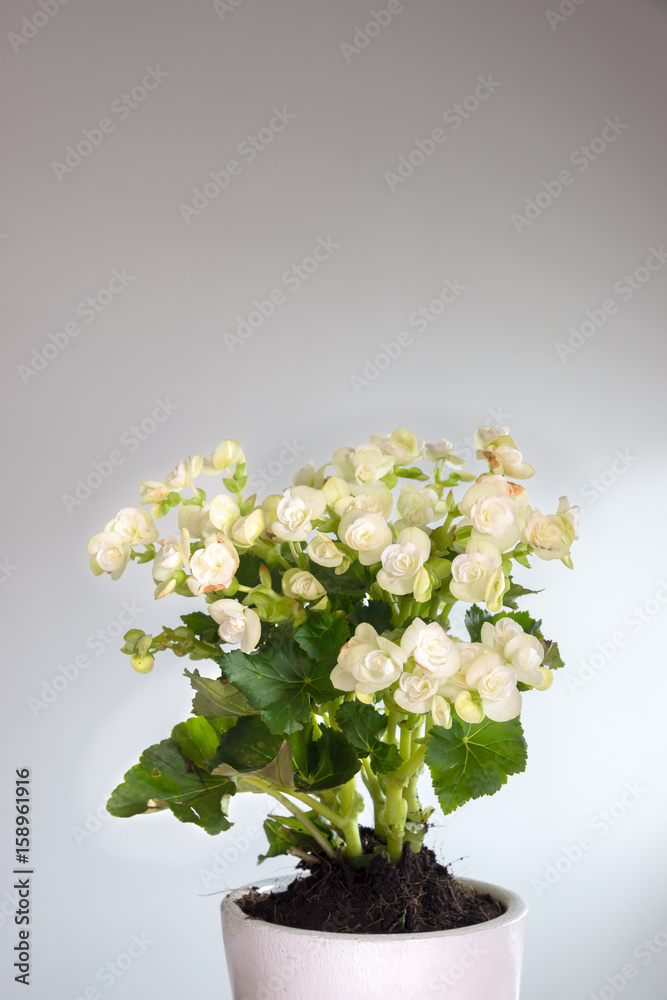 Litter white rose