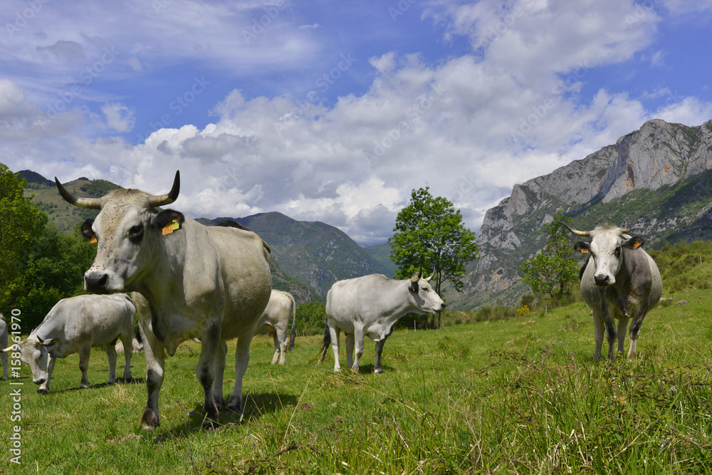 Deux vaches ariégeoises gardes du corps dans les Pyrénées, département de l'Ariège en région Occitanie, France Deux vaches ariégeoises gardes du corps dans les Pyrénées, département de l'Ariège en région Occitanie, France