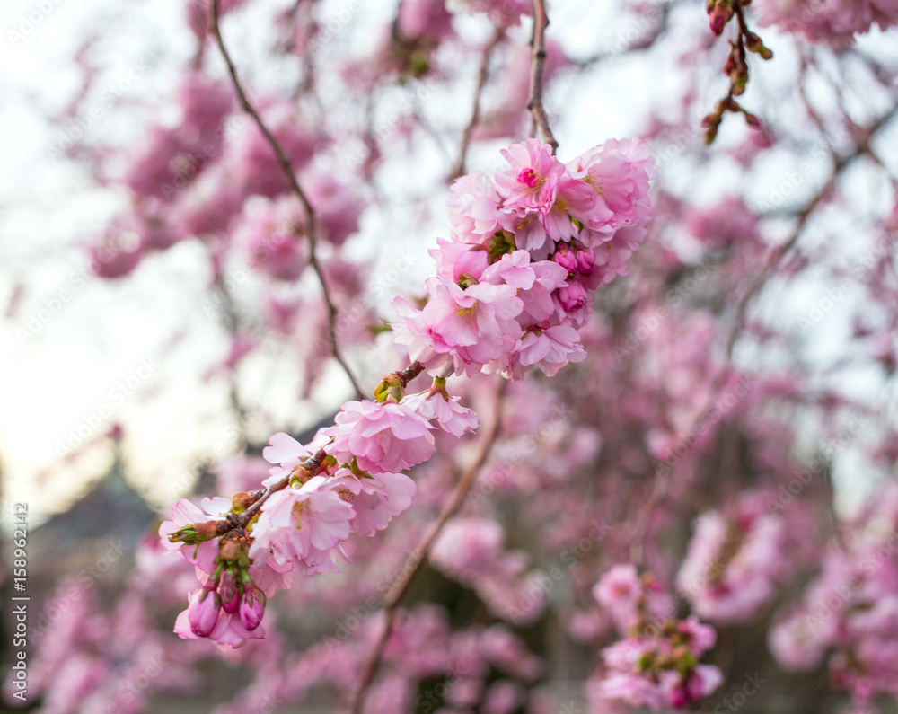 blooming sakura tree blooming sakura tree