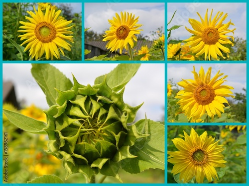  bud and yellow flowers of organic sunflower, collage 