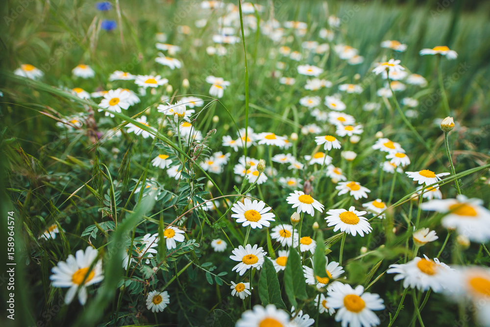 the field of daisies