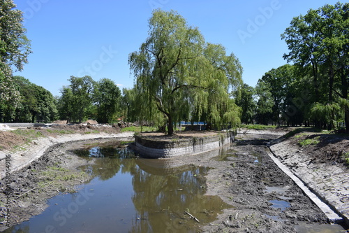 drzewo nad wysychającą rzeką w Świdnicy, park świdnicki