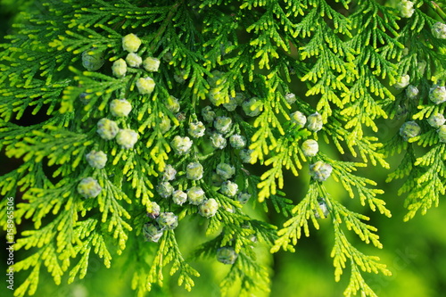 Foto thuja branch with cones