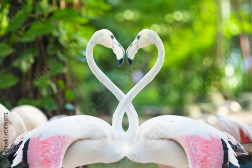 Two flamingos making a heart shape