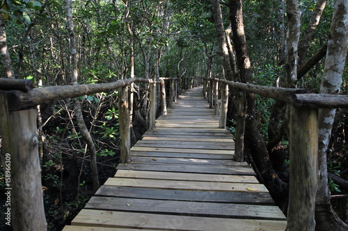 Bridge at Jozani Chwaka Bay National Park / Zanzibar Island, Tanzania, Indian Ocean, East Africa