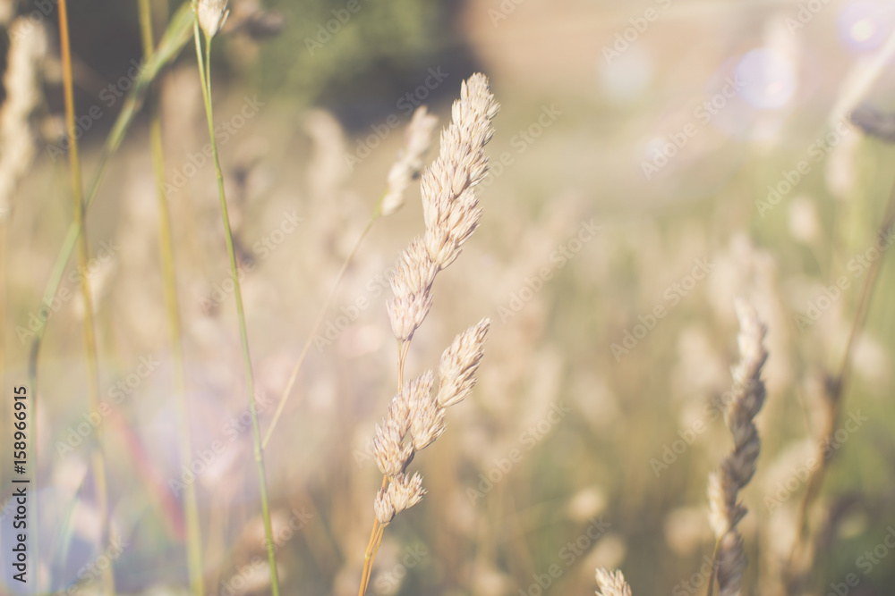 Obraz premium Dried plants of cereal weeds on the background of blue sky in windy weather. Close up. Lens flare in the background.