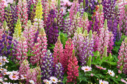 Lupinus in the garden after the rain  close up 