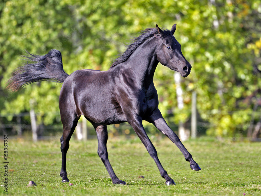 Black Arabian Yearling galloping in field, blurred tree background Black Arabian Yearling galloping in field, blurred tree background
