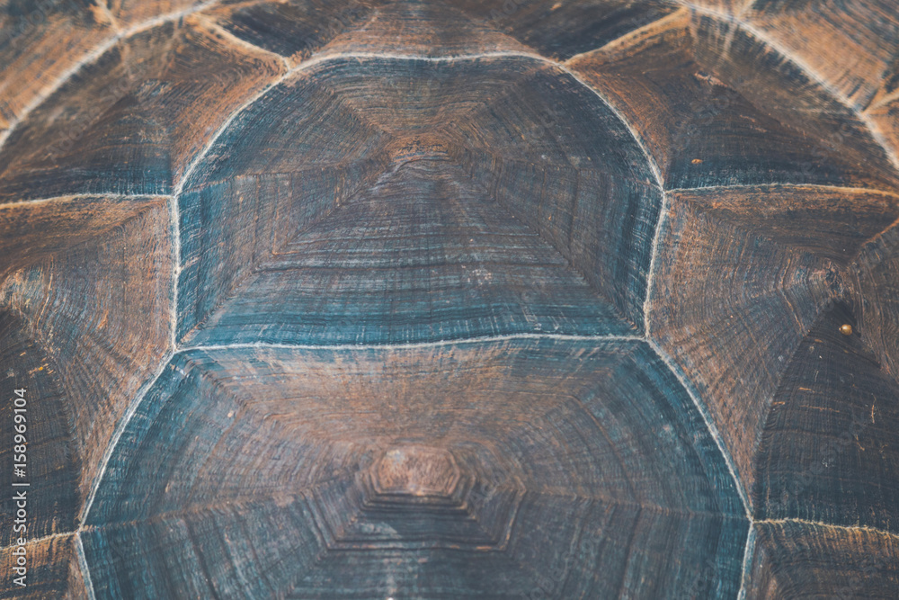 Naklejka premium pattern on tortoise shell background